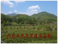 #留住美丽秋天#------福建南平武夷山燕子窠生态茶园