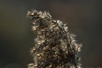 2025新年第一帖,祝摄友们新年快乐,幸福安康摄影愉快!