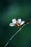 百花争妍【续】