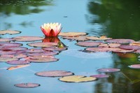 【睡莲2】——上海虹桥中心花园