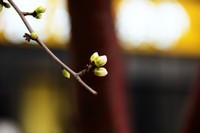 滨城桃花朵朵开