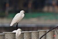 拍鹭纪实【269】