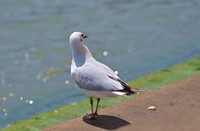 拍鸟一张。。。