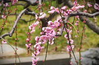 【梅花2】——摄于上海静安雕塑公园