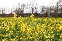 湘冮边鹅州岛菜花田--1