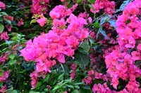 三角梅盛开(三)