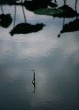 池溏里的小景