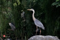 拍鹭纪实【244】