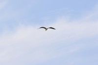 不错的自动追变焦