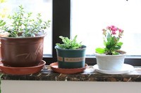 家里的花卉随拍