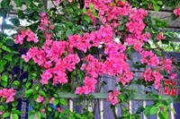 三角梅盛开(完)