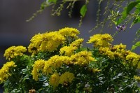 花花草草 宾得Kr+DAL55-300