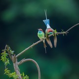 蓝喉蜂虎