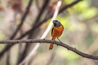 北红尾鸲(二十五)