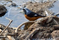 戏水的北红尾鸲