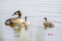 可爱的鸊鷉 (81)