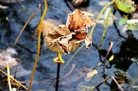 魂断香消泪不成,且留傲骨伴舟横