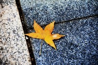 秋尽将身资沃土,来年又复树新妆