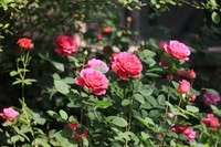 小区散步拍拍花