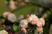 沫若故居樱花【三】2025.117