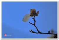 花花草草(五十)