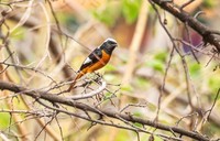 北红尾鸲(二十六)