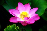 明湖广场荷花绽放