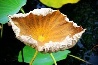 花开花落又一秋……