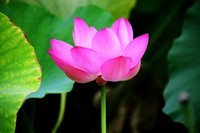 池中荷花面绯红……