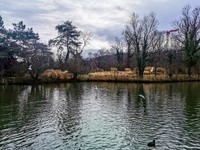 鸟戏湖水