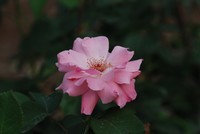 花儿朵朵开(二)