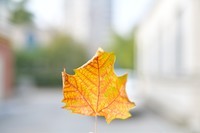 尼康爷孙配的效果D850+50mm1.4D