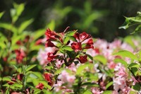 逆光侧光拍的效果不错