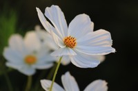 7D2是个好机器啊!