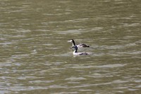 这些国家保护的鸟