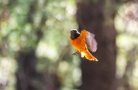 北红尾鸲(二十七)