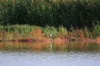 就近随拍了几张