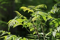 小区散步随拍花花草草