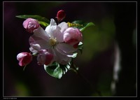 小区里的海棠花