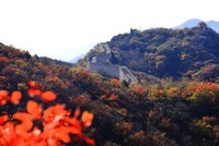 红叶岭上红叶红