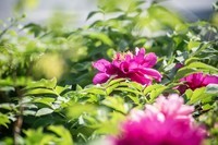 牡丹