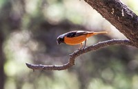 北红尾鸲(二十八)