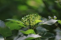 散散步拍拍花花草草