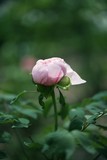 花中之王——牡丹