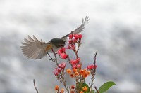 红胁蓝尾鸲【雌】