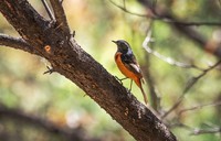 北红尾鸲(二十九)