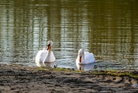 “天鹅情”--献给师友的qingren节礼物--祝天下有qingren终成眷属!!!