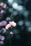 花&叶