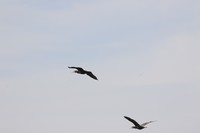 这个机子追焦不错的