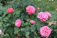 小区散散拍拍花步